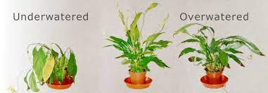 Don't ignore signs of overwatering. Overwatered Houseplants Fixing The Damage Binley Florist Garden Center