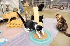 Santa clara county animal shelter website! Animal Shelter Crowded After Extreme Cat Hoarding Bust Morgan Hill Times Morgan Hill San Martin Ca
