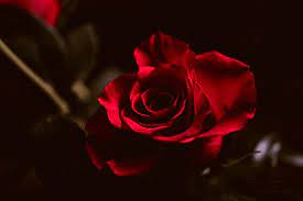 Berbagai pengetahuan terkait gambar bunga mawar gugur dan bunga lain nya juga dapat saudara cari dan. Terbaru 15 Gambar Bunga Mawar Hitam Layu Daun Musim Gugur Layu Alam Kering Gambar Bunga Mawar Abstrak 30 Aneka Jenis Bunga Mawar Hitam Gambar Bunga Bunga