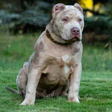 I have a fawn pocket male bully puppy for sale hes a very nice dog , good with other dogs ,father is king baby. Xxl Biggest Pitbulls Bully Breeder Merle Puppies For Sale Extreem Structure