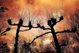 Maybe you would like to learn more about one of these? Pollard Willow Willow Tree Silhouette Bare Tree Bare Branch Winter Trees Winter Countryside Rural Netherlands Pikist
