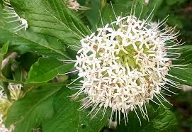 Image result for Pavetta gerstneri