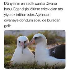 Dunya Nin En Sadik Canlisi Divane Kusu Eger Disisi Olurse Erkek Olan Canlisi Disisi Divane Dunyanin Eger En Erkek Kusu Olanes Sea Wallpaper Sana