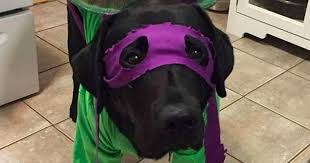 Super Chill Dog Is Dressed Up As A Teenage Mutant Ninja Turtle Http Mashable Com 2016 10 24 Tmnt Dog Costume Dog Costume Teenage Mutant Ninja Turtle Dogs