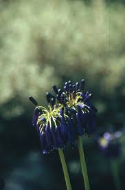 Image result for Agapanthus inapertus