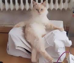Funny Cat Pose Cute Animal Memes Funny Animal Pictures Funny Animals