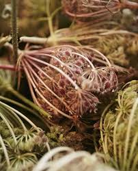 Ateliers et balades autour des plantes sauvages. Cuisine Sauvage En Famille La Grange Aux Savoir Faire
