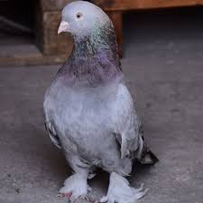 Page Not Found Animals Bird Pigeon