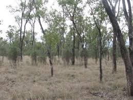 Image result for Emilia tenellula