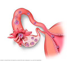 Fetal Development The 1st Trimester Mayo Clinic