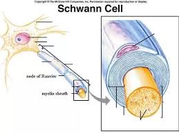 Differentiate into schwann cell precursors. What Is The Role Of Neuron Schwann Cells Quora