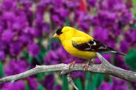 We hope you enjoyed the collection of bird wallpapers. Free Download Hd Desktop Wallpapers Download Beautiful Birds Wallpapers 1600x1067 For Your Desktop Mobile Tablet Explore 48 Birds Wallpaper Free Download Parrot Wallpapers Free Download Free Bird Wallpaper Screensavers