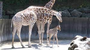 Memphis Zoo Baby Giraffe Updates Youtube