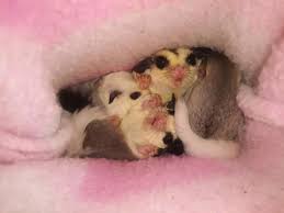 Sugar Glider For Sale In Batavia Ohio Classified Americanlisted Com