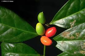 Image result for Icacinaceae