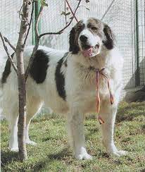 See more ideas about dogs, animals, livestock guardian dog. Bucovina Shepherd Dog Home Facebook