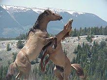 Dondor is a wonderful boy. Pryor Mountain Mustang Wikipedia