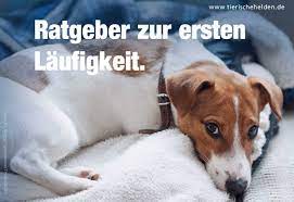 Das heisst man muss sich wirklich mit hundezucht auskennen wenn man sich eigene welpen wünscht! Laufigkeit Der Hundin Zyklus Phasen Verhalten Tierischehelden