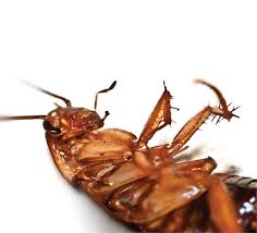 Associated with foodborne illnesses, they have baits work well for cockroach control and there are a number of products from which to choose, including communicating the value of food safety for your company from farm to fork is important because. Cockroach Control And Asthma Pct Pest Control Technology