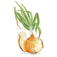 Choose a type of onion to grow. Yellow Granex Prr Bulb Onion Seeds Vegetables Botanical Interests