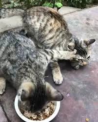 Kediler Neden Boyle Hayvanlarbialem Hayvan Hayvanlar Sevimli Komik Video Komik Funny Animal Videos Cute Funny Animals Cute Cats And Kittens