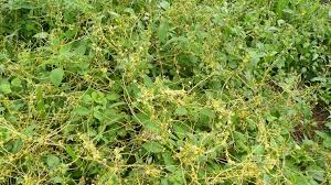 Image result for Cuscuta kilimanjari