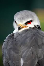 Black Cartoon Bird With Spiky Hair Black Shouldered Kite Pet Birds Beautiful Birds Australian Birds