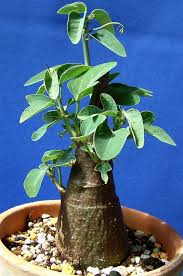 Image result for Adenia karibaensis