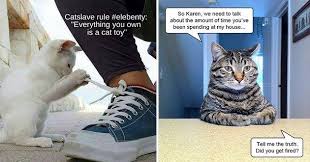 Top 25 Memes Of The Week Cheezburger Users Edition 147 Cat Memes Funny Animal Memes Cute Animal Memes