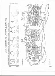 This worksheet is five pages long and provides comprehensive coverage of the topic. Cell Membrane Coloring Worksheet Phospholipid Bilayer Page 1 Line 17qq Com