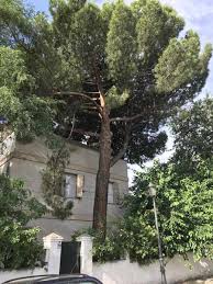 You will likely pay at least an additional $50 to have the leftovers removed. Tree Removal Cost 2021 Guide Prices To Cut Down Trees By Size