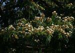 Image result for Albizia schimperiana