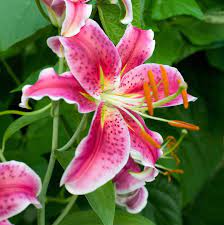 Check spelling or type a new query. Nooelec Seeds India Pink Tiger Lily Flower Bloom 20 Seeds Pack Amazon In Garden Outdoors
