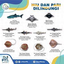 Umumnya ikan ini berwarna keperakan, hidup secara sebagian besar jenis ikan pari hidup di daerah laut tropis dan sub tropis. Pengelolaan Ruang Laut On Twitter Sahabatbahari Indonesia Memiliki Keanekaragaman Hiu Dan Pari Yang Sangat Tinggi Nah Dari 117 Jenis Hiu Dan 101 Jenis Pari Ini Lho Daftar Hiu Dan Pari Yang Dilindungi