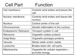 Breakdown / hydrolysis of macromolecules (presence. Animal Cell Definition Functions Structure Cell Parts Biology Facts Science Cells