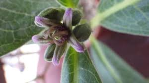 Image result for Raphionacme madiensis