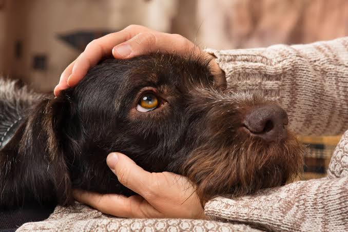 Vet Reveals the Five Signs Your Dog Really Trusts You - Newsweek