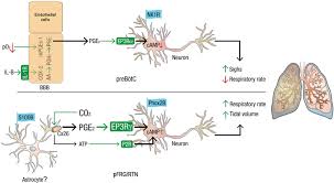 Priyankasolanki358@gmail.com this video regarding pge1 pge2 pgf1 pgf2 synthesis. Co2 Evoked Release Of Pge2 Modulates Sighs And Inspiration As Demonstrated In Brainstem Organotypic Culture Elife