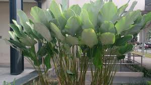 Menanam, bunga, hijau, menghasilkan, botani, flora, belukar, liliaceae, tanaman berbunga, urat daun, pisang lily, sayang lily, chs agavengew. 5 Jenis Bunga Pisang Pisangan Dan Cara Merawatnya