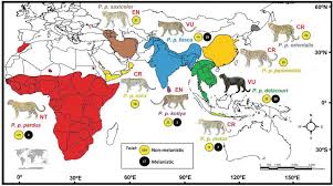 Things to do in sarasota. Ecology And Evolution Of Melanism In Big Cats Case Study With Black Leopards And Jaguars Intechopen