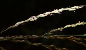 Image result for Arundinella nepalensis