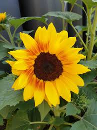 Another Gorgeous Sunflower In Melbourne Gardening Garden Diy Home Flowers Roses Nature Landscaping Horticultu Sunflower Garden Home Flowers Diy Garden
