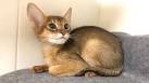 Chausie Kittens For Sale by Reputable Breeders | Pets4You