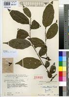 Image result for Microdesmis