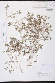 Image result for Euphorbia ophthalmica