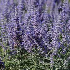 Image result for Perovskia atriplicifolia lacey blue lisslitt photo