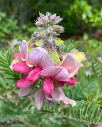 Image result for Tephrosia rhodesica