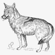 Maybe you would like to learn more about one of these? Fox Clipart Desert Fox Coyote Clipart Black And White Transparent Png 800x736 Free Download On Nicepng
