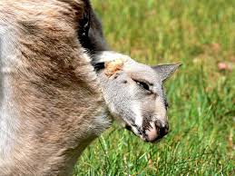 The young kangaroo, or joey, is born at a very immature stage when it is only about 2 cm long and weighs less than a gram. Hd Wallpaper Kangaroo Baby Kangaroo Joey Pouch Marsupial Sleepy Cute Wallpaper Flare