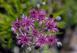 Image result for Vernonia potamophila